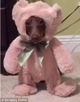 臘腸犬變身“泰迪熊” 可愛爆表走紅韓國網絡【組圖】