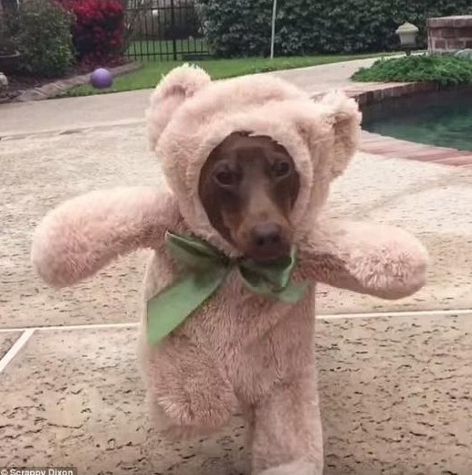 臘腸犬變身“泰迪熊” 可愛爆表走紅韓國網絡【組圖】