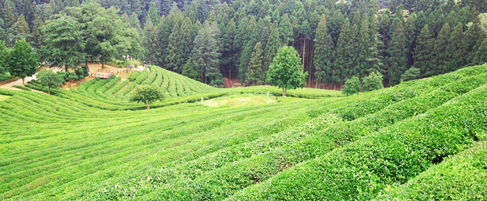 綠茶控不可錯過的旅行地——韓國全羅南道寶城【組圖】