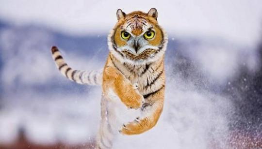 逗趣“雜交動物”展現另類視覺之美 韓網友：毫無違和感【組圖】