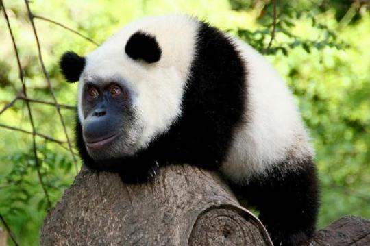 逗趣“雜交動物”展現另類視覺之美 韓網友：毫無違和感【組圖】