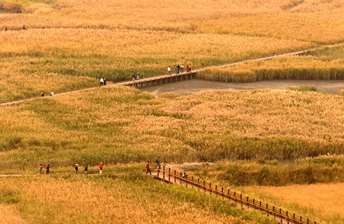 全羅南道的瑰寶 治愈系生態都市—順天【組圖】