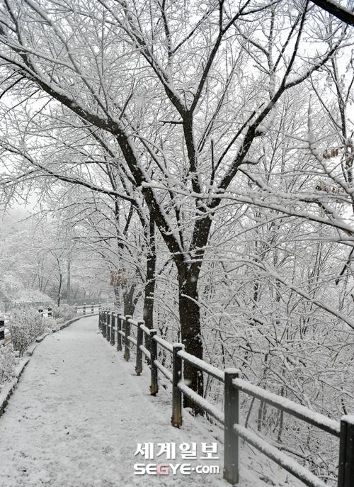 首爾普降大雪 韓國多地發布大雪警報【組圖】