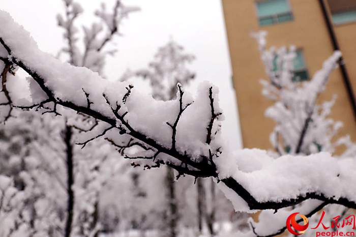 2015年首爾第一場大雪 比往年來得晚一些【組圖】