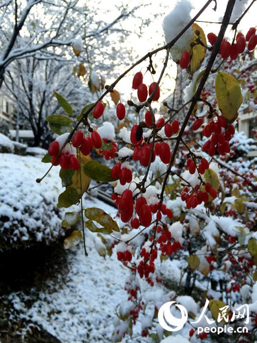 2015年首爾第一場大雪 比往年來得晚一些【組圖】