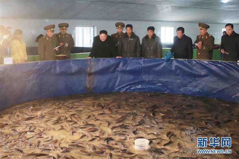 朝中社12月16日提供的照片顯示，朝鮮最高領導人金正恩（右七）日前視察三泉鲇魚廠。
