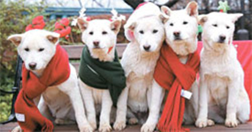 樸槿惠發布愛犬幼崽送人信息 與扎克伯格互通郵件