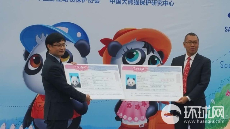 韓國駐成都總領事館韓相國副總領事向兩只熊貓頒發了特殊的“簽證”。