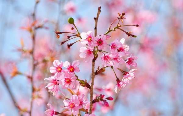 3月櫻花來襲 帶你去看韓國最美櫻花【組圖】