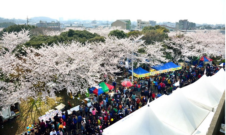 濟州島大櫻花節 （圖片來自網絡）
