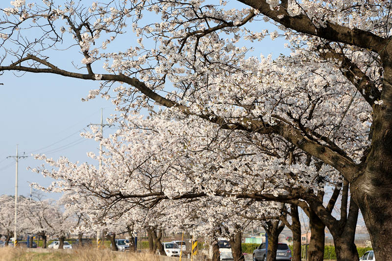 3月櫻花來襲 帶你去看韓國最美櫻花【組圖】