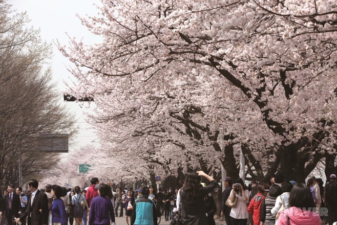 3月櫻花來襲 帶你去看韓國最美櫻花【組圖】