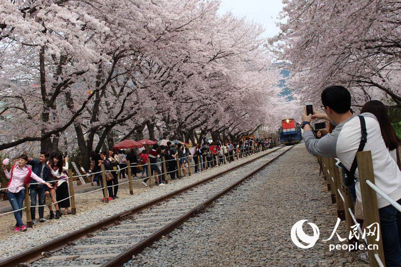 3月櫻花來襲 帶你去看韓國最美櫻花【組圖】