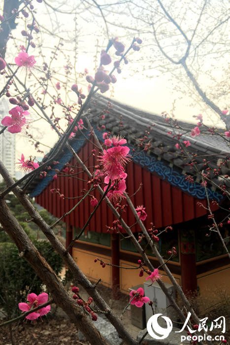 韓國的春天從奉恩寺賞梅開始 