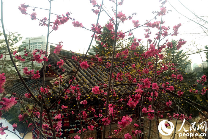 韓國的春天從奉恩寺賞梅開始 