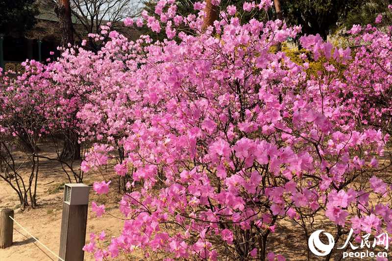 德壽宮內的杜鵑花（成碩 攝）