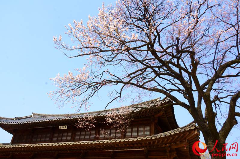 韓國春天的賞花勝地——德壽宮