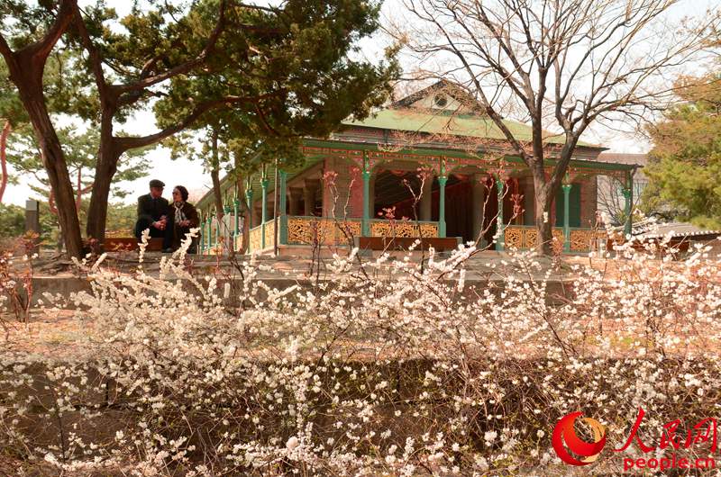 韓國春天的賞花勝地——德壽宮