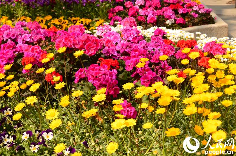 韓國春天的賞花勝地——德壽宮