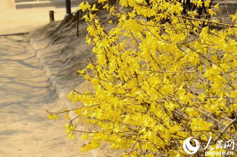 韓國春天的賞花勝地——德壽宮