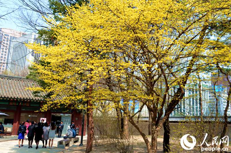 韓國春天的賞花勝地——德壽宮