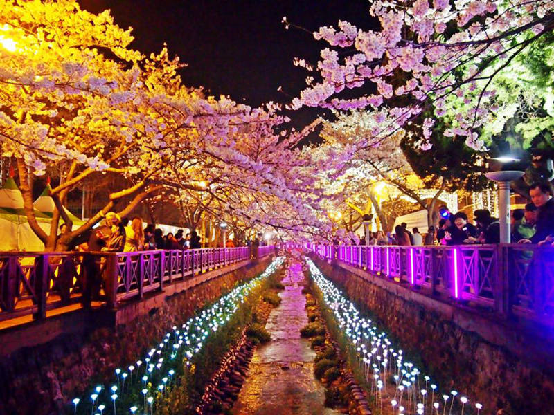 韓國最知名的賞櫻地夜景（網頁截圖）