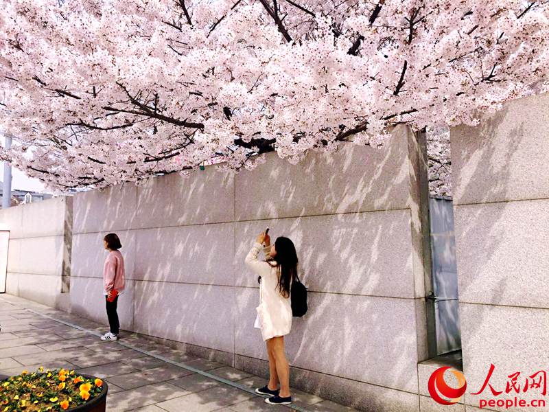 剛邁入梨花女大的校門就可以看見墻邊綻放的櫻花，學生們紛紛停下腳步，拍照留念。李佳芮 攝