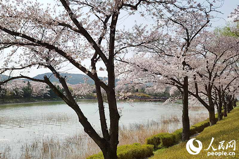 春日里的韓國慶州：千年古都 爛漫櫻花【組圖】