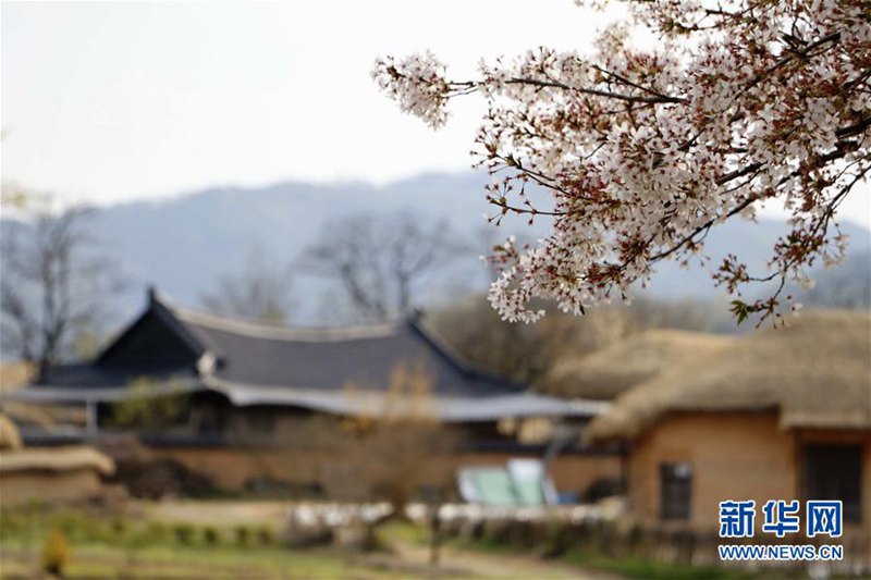 這是4月12日在韓國安東拍攝的河回村風光。