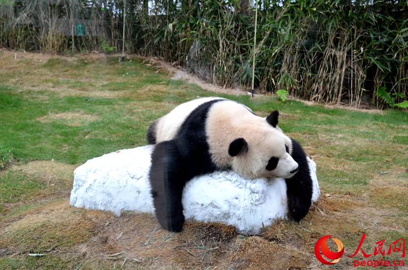 “專訪”中韓友好大使“愛寶”“樂寶”