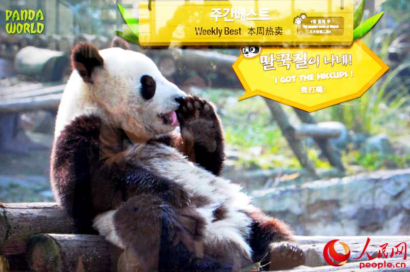 “專訪”中韓友好大使“愛寶”“樂寶”