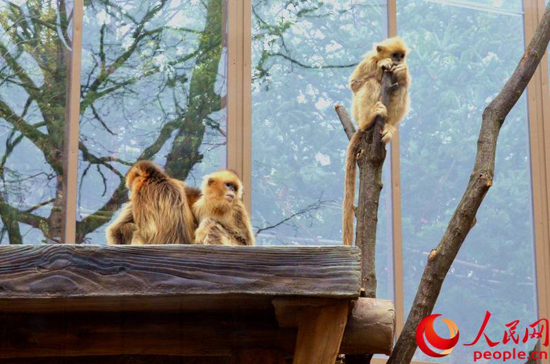 “專訪”中韓友好大使“愛寶”“樂寶”