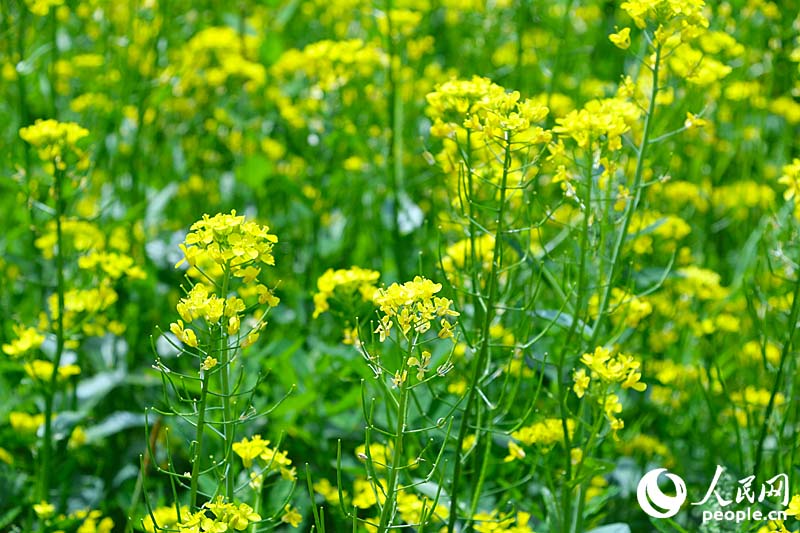 韓國首爾西來島油菜花節 漢江水畔金色花海美如畫【組圖】