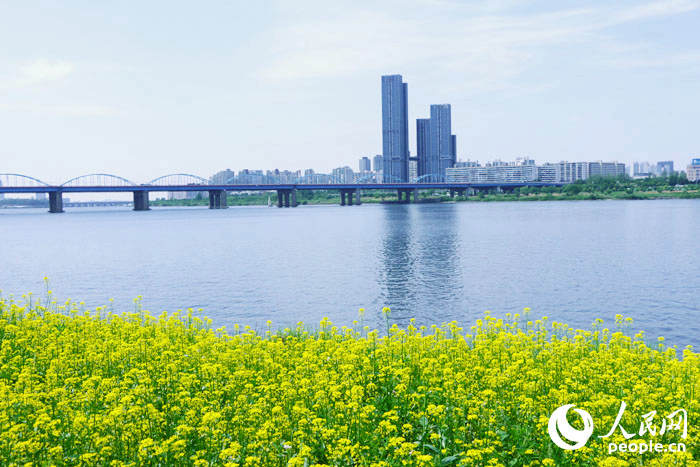 韓國首爾西來島油菜花節 漢江水畔金色花海美如畫【組圖】