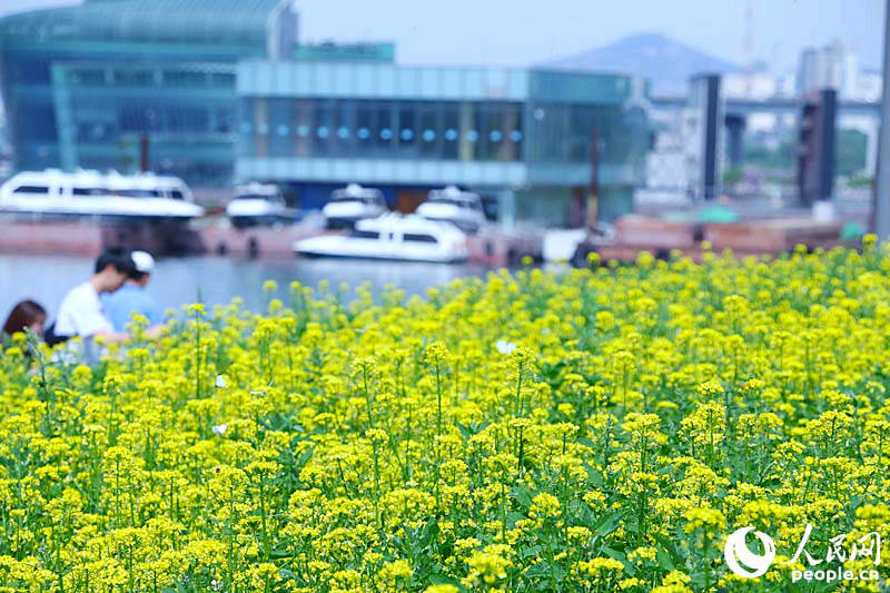 韓國首爾市盤浦漢江公園舉辦了西來島油菜花節。張弛攝