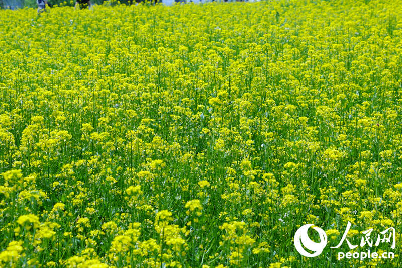 韓國首爾西來島油菜花節 漢江水畔金色花海美如畫【組圖】
