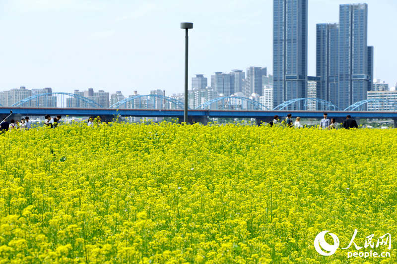 韓國首爾西來島油菜花節 漢江水畔金色花海美如畫【組圖】