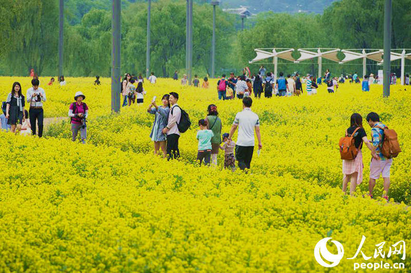韓國首爾西來島油菜花節 漢江水畔金色花海美如畫【組圖】