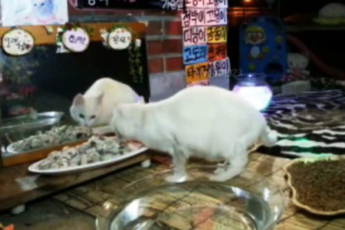 韓流浪貓“表演”吃東西 上萬網民守屏等現身（組圖）