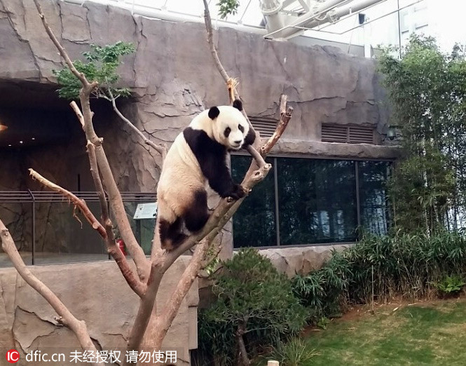 韓國愛寶樂園大熊貓近照公布 憨態可掬萌萌噠（組圖）