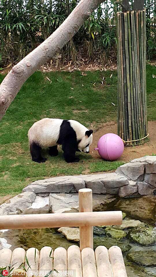 韓國愛寶樂園大熊貓近照公布 憨態可掬萌萌噠（組圖）