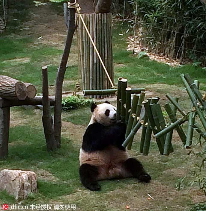 韓國愛寶樂園大熊貓近照公布 憨態可掬萌萌噠（組圖）