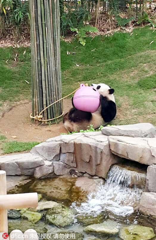 韓國愛寶樂園大熊貓近照公布 憨態可掬萌萌噠（組圖）