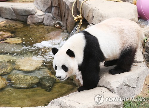 高溫襲韓 大熊貓“愛寶”“樂寶”戲水納涼【組圖】