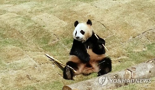 高溫襲韓 大熊貓“愛寶”“樂寶”戲水納涼【組圖】