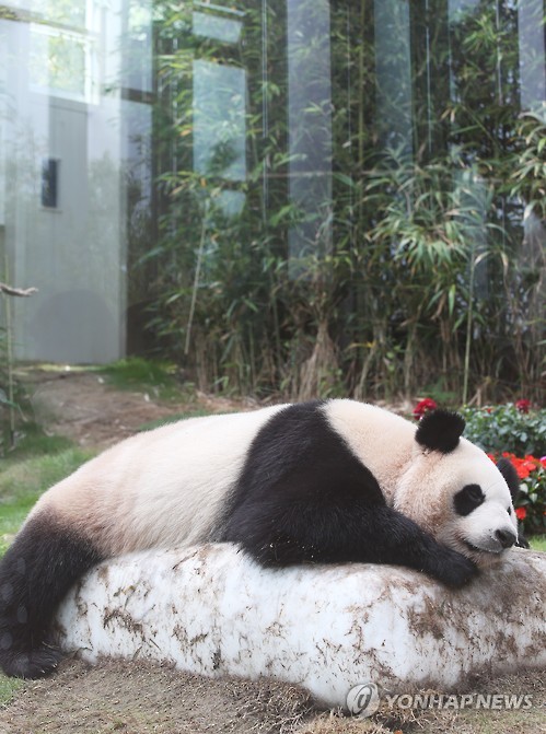 高溫襲韓 大熊貓“愛寶”“樂寶”戲水納涼【組圖】