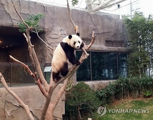 高溫襲韓 大熊貓“愛寶”“樂寶”戲水納涼【組圖】