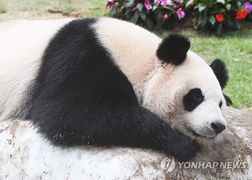 高溫襲韓 大熊貓“愛寶”“樂寶”戲水納涼【組圖】
