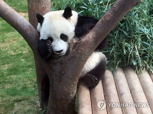 高溫襲韓 大熊貓“愛寶”“樂寶”戲水納涼【組圖】