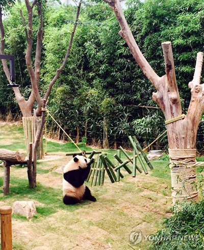 高溫襲韓 大熊貓“愛寶”“樂寶”戲水納涼【組圖】